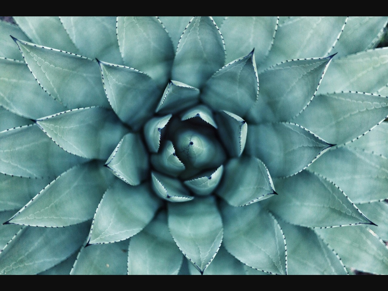 photo-1459664018906-085c36f472afcropentropycstinysrgbfitmaxfmjpgixidM3wxNDA1NTd8MHwxfHNlYXJjaHw1fHxncmVlbiUyMHdhbGwlMjBwbGFudHN8ZW58MXwwfHx8MTc0MzkyNjAwMnwwixlibrb-4.0.3q80w1080 photo-1459664018906-085c36f472afcropentropycstinysrgbfitmaxfmjpgixidM3wxNDA1NTd8MHwxfHNlYXJjaHw1fHxncmVlbiUyMHdhbGwlMjBwbGFudHN8ZW58MXwwfHx8MTc0MzkyNjAwMnwwixlibrb-4.0.3q80w1080